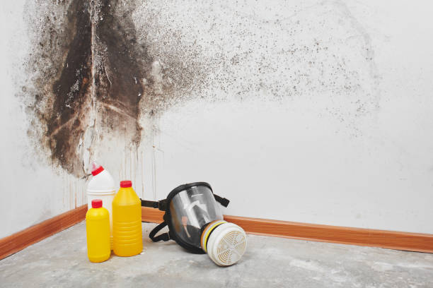 Best Emergency Mold Removal  in Diamondhead, MS