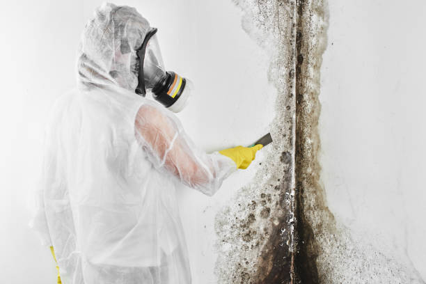 Best Certified Mold Removal  in Diamondhead, MS