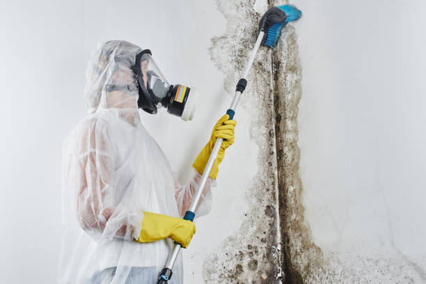 Best Mold Testing  in Diamondhead, MS