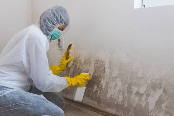 Certified Mold Removal in Diamondhead, MS