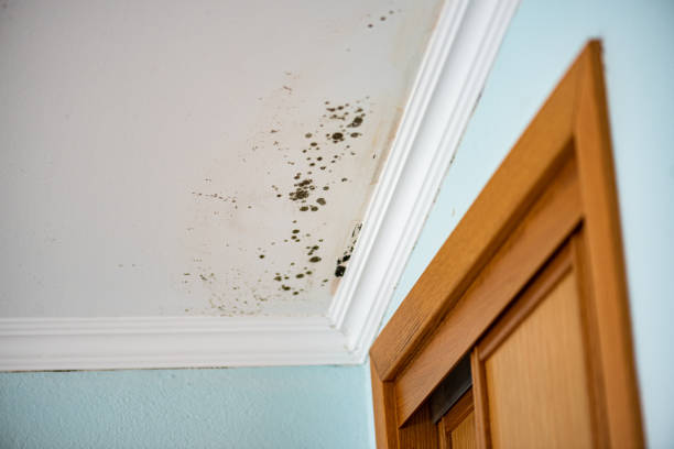 Crawl Space Mold Removal in Diamondhead, MS