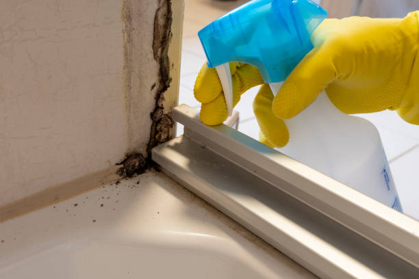 Best Mold Removal Process  in Diamondhead, MS