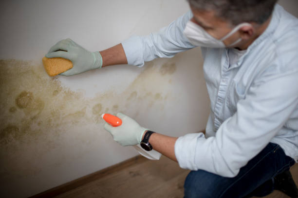 Best Mold Cleaning Services  in Diamondhead, MS