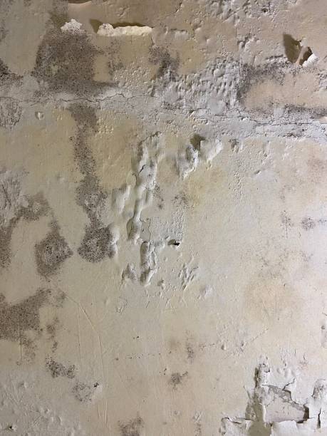 Best Mold Damage Repair  in Diamondhead, MS