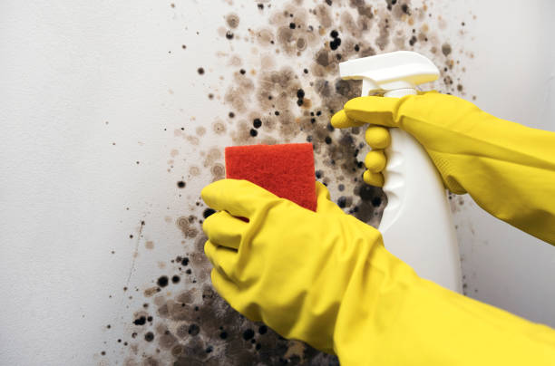 Best Black Mold Removal  in Diamondhead, MS