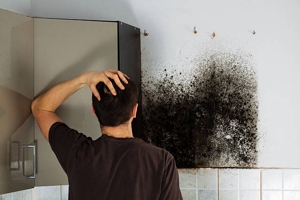 Best Mold Remediation  in Diamondhead, MS